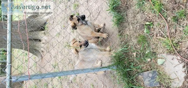 akc German shepherd puppies
