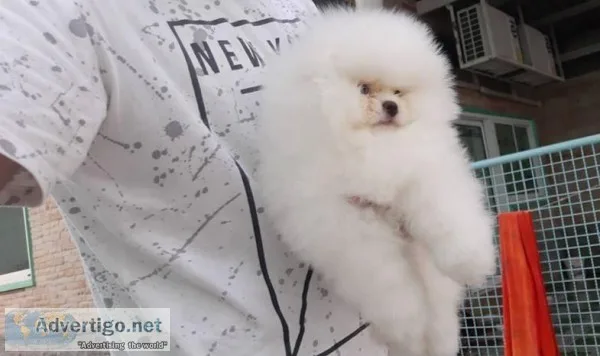 Kingly White Pomeranian Puppy (13 Wks Old boy) Ready 