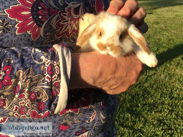 Purebred Holland Lop bunnies for sale.