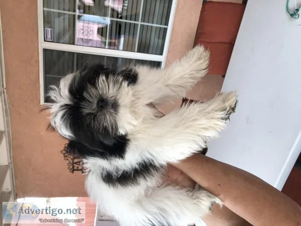3 month old Shih Tzu
