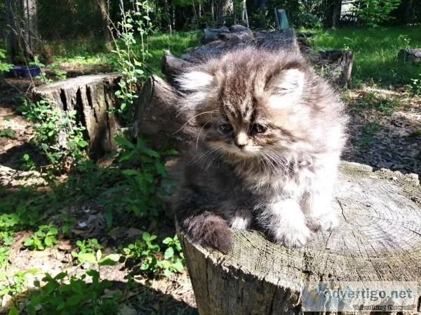 Persian kittens