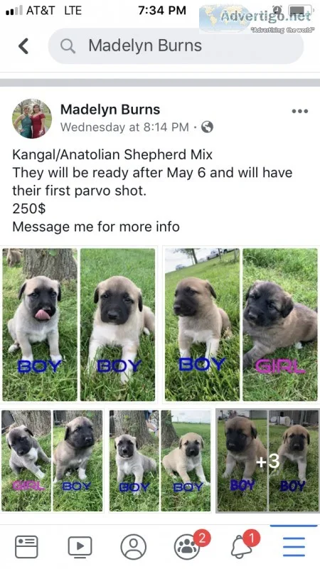 KangelAnatolian Shepherd