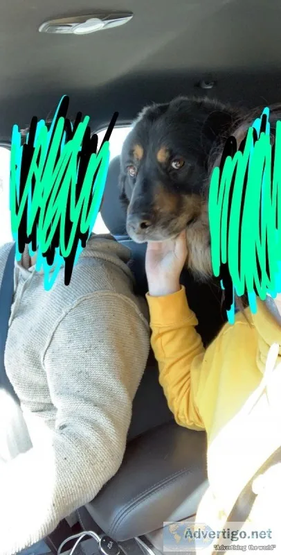 Dog in need of good home