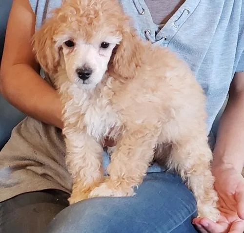Beautiful Miniature Poodle Puppies for Sale