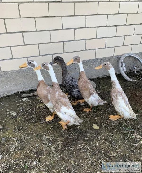 Indian RunnerRouen Duck Flock