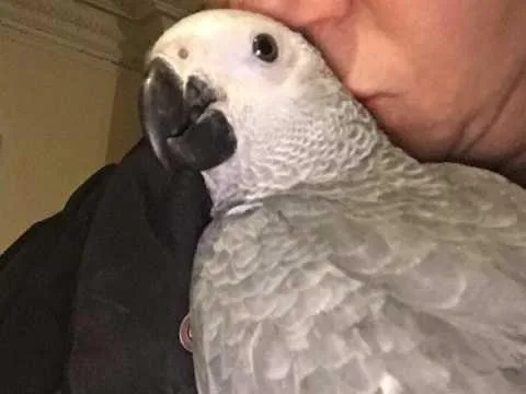 Heavenly Feathered Aviary