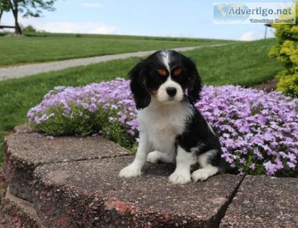 male and females cavalier pups avail
