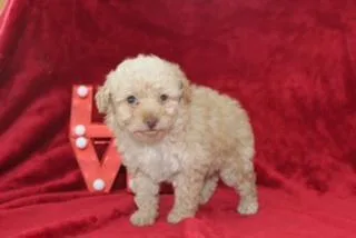 Jenni Female Mini Aussiepoo