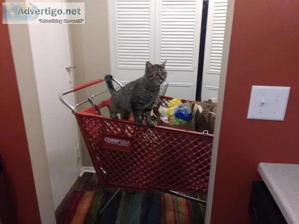 cat