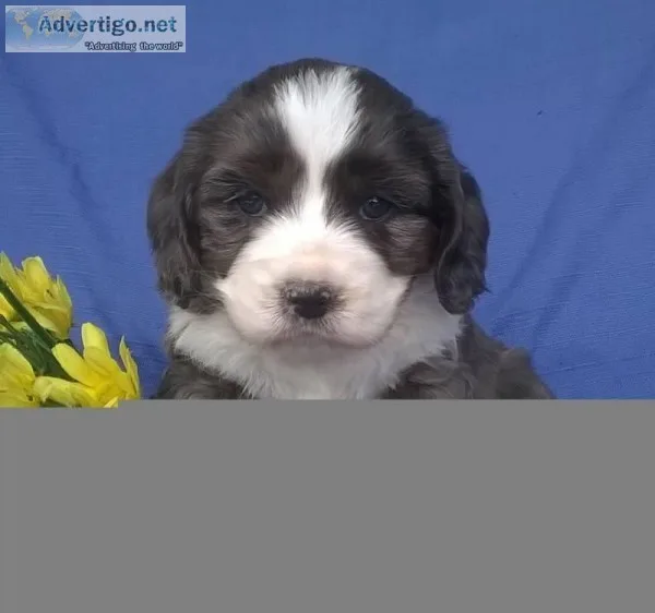 Lily Female Mini Aussie Doodle