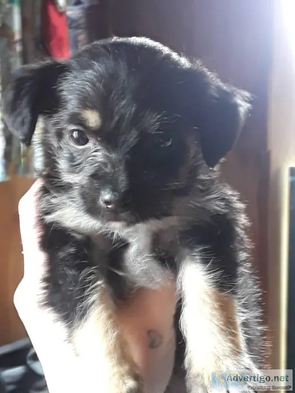 Yorkiepoo female