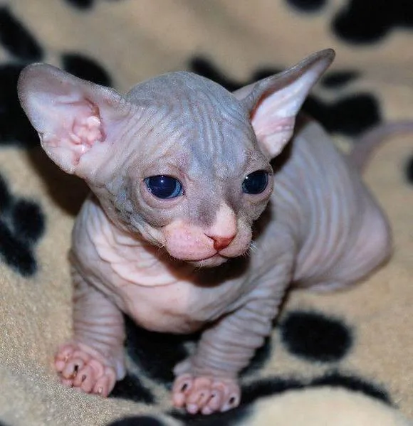 Hse Trained Sphynx Kittens available Re-home