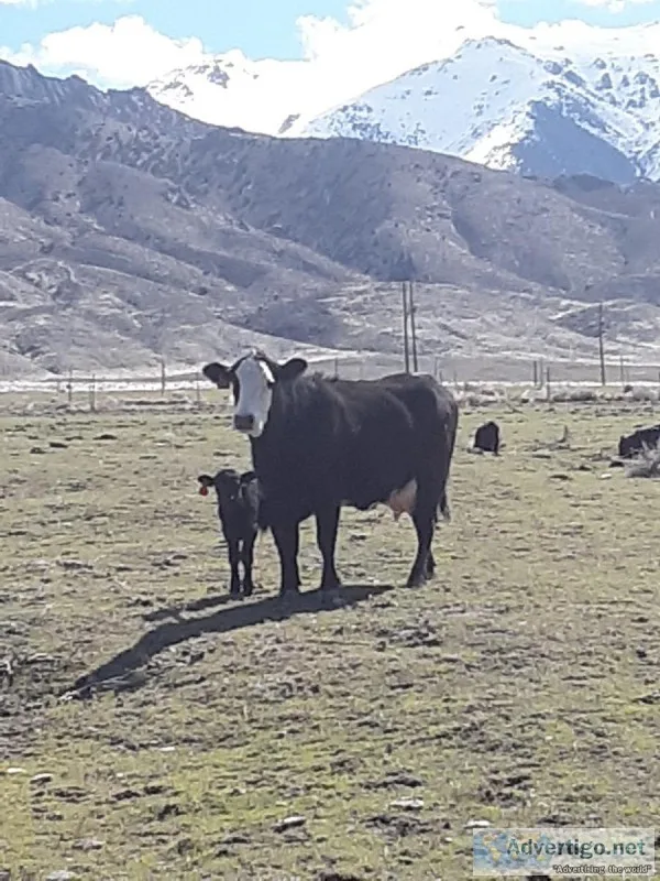 12 Pairs of Crossbred CowCalf for Sale