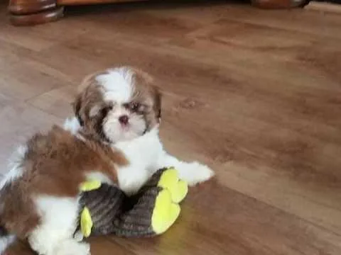 Stunning Shihtzu Puppies