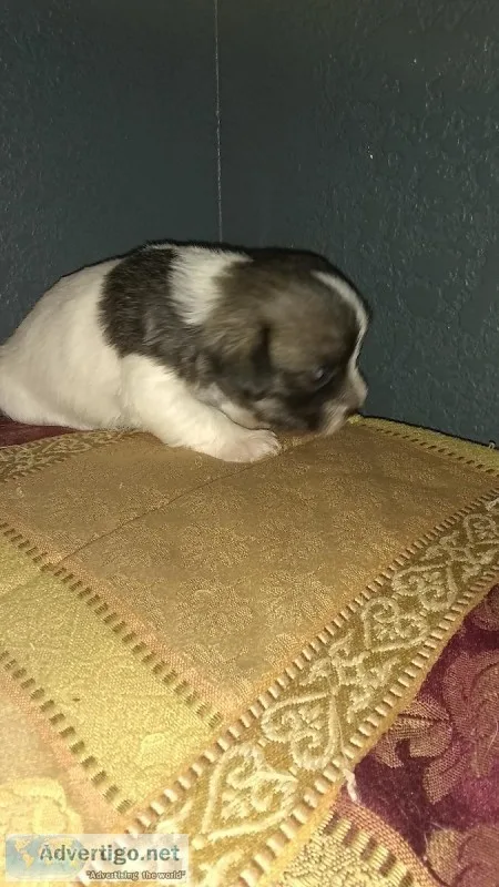 Seven Weeks Old Precious Female Shitzu