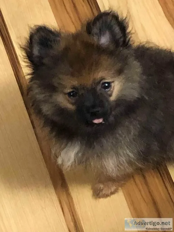 ACA CHAMPION PEDIGREE SABLE POMERANIAN PUPPY