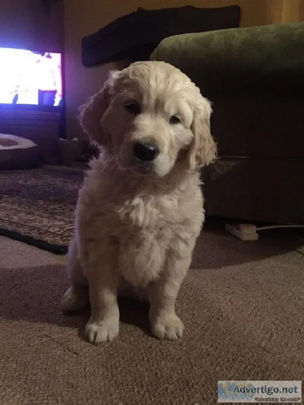 2 Cute Golden Retriever Puppies ready to go
