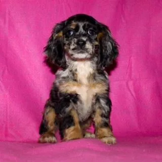 Bailey Female Cocker Spaniel ACA