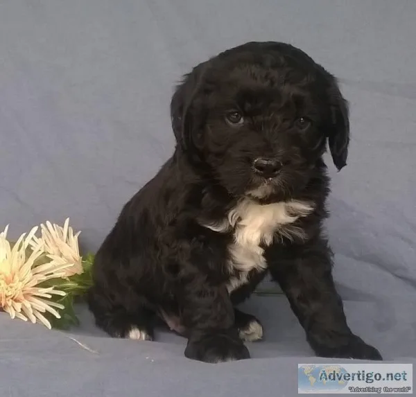 Munchkin Male Mini Aussie Doodle