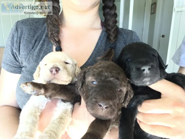 Golden doodles