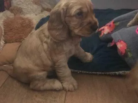 3 Stunning Golden Cocker Spaniel Puppies
