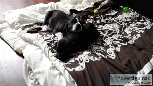 Great Dane puppied