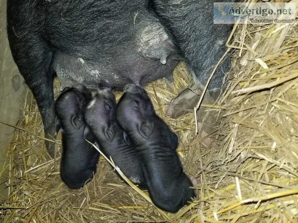 Juliana Micro Pigs