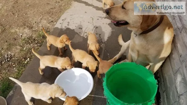 Pointing Labs for sale