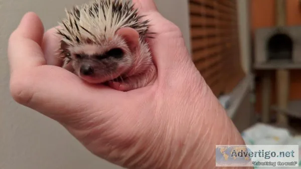 Hedgehog Babies