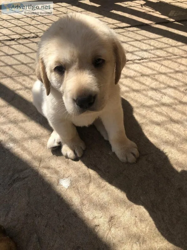 Akc English Blockhead Labs