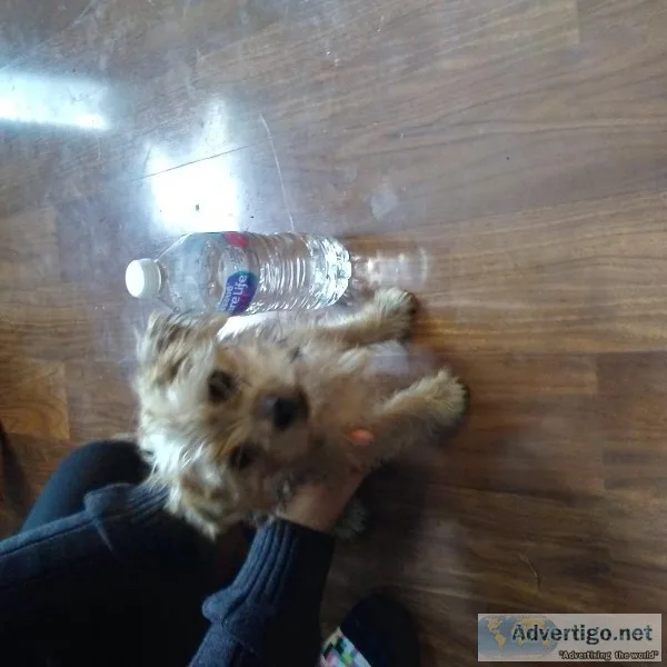 23 yorkie14 Chihuahua