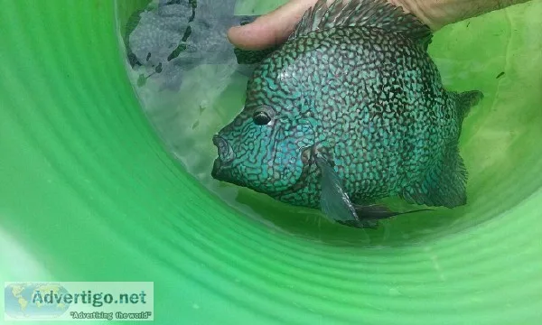Cichlid fish Carpintis escondido