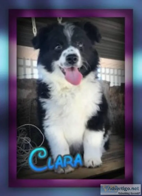 Clara Female Aussie Mini Mix