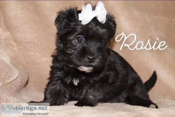 Morkie babies