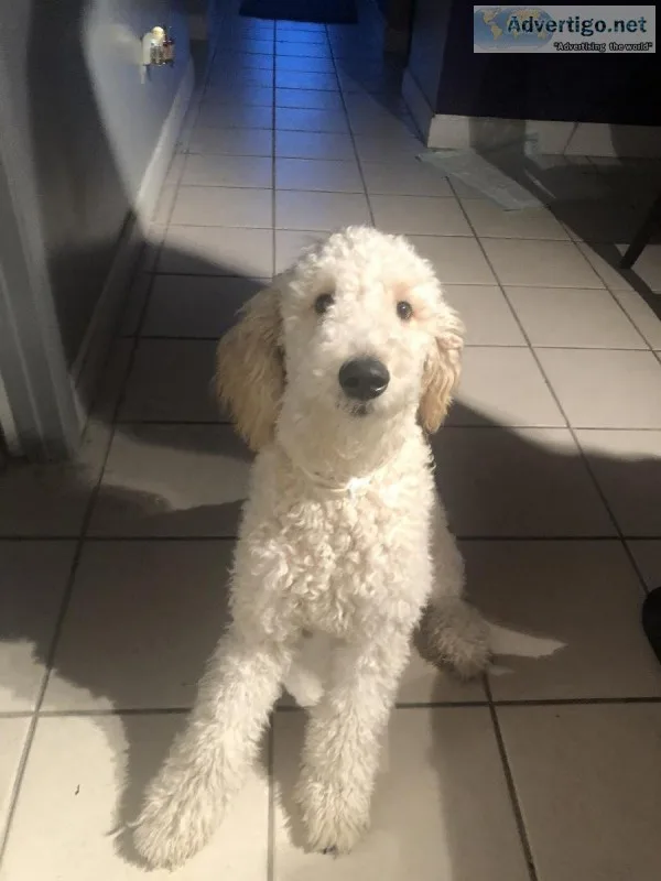 Goldendoodle