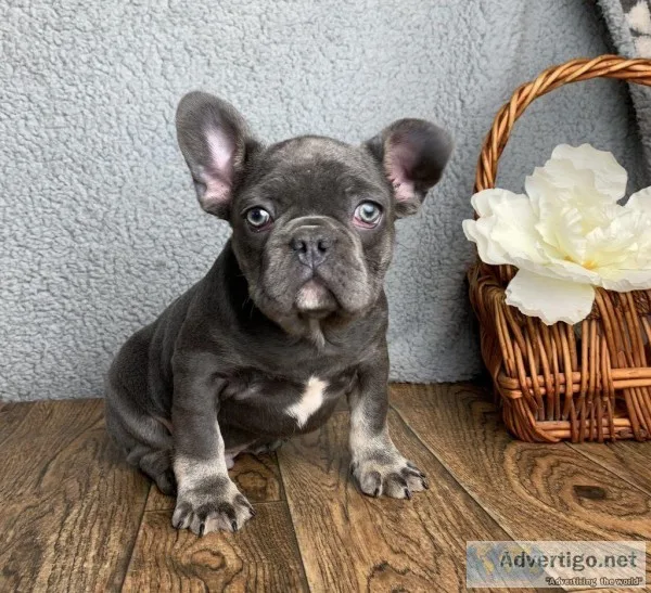 Tanner Male AKC French Bulldog NO BREEDING RIGHTS