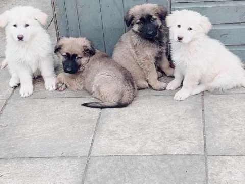Superb Quality German Shepherd Puppies