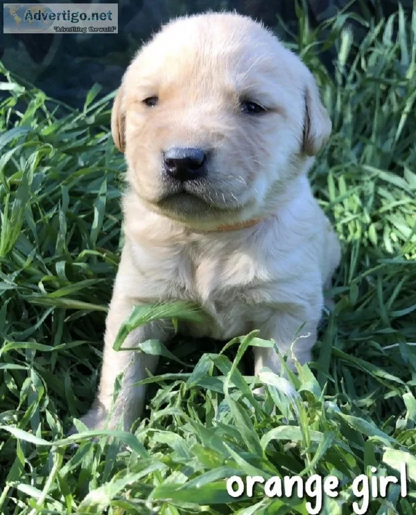 Golden Lab Puppies