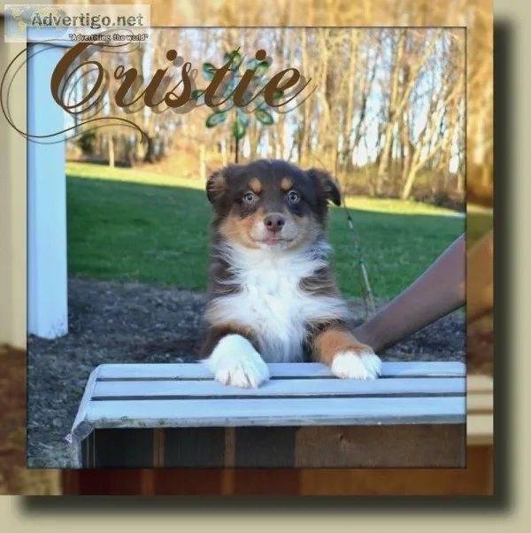 Cristie Female Australian Shepherd
