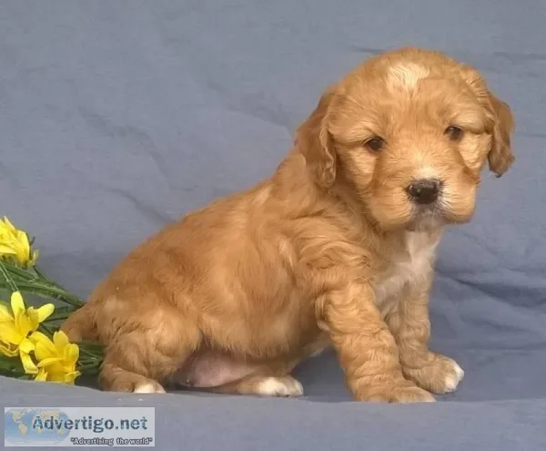 Apricot Female Mini Aussie Doodle
