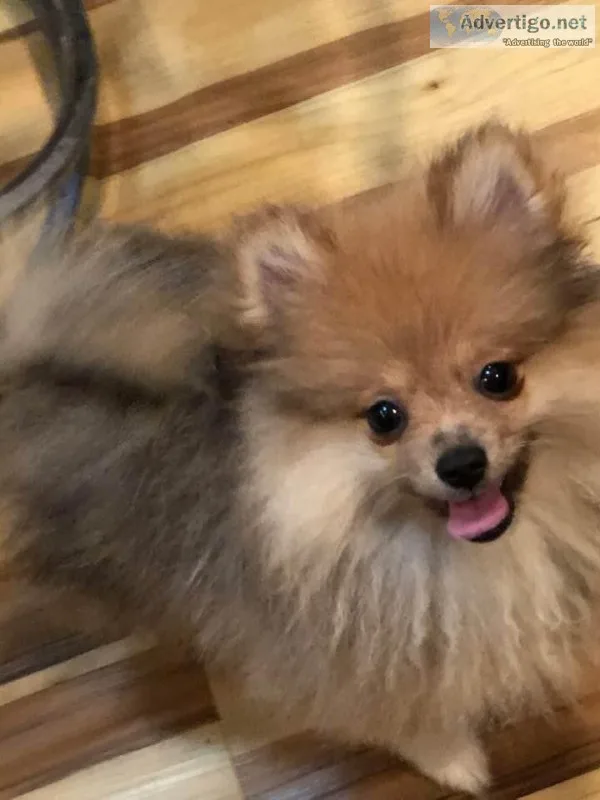 ACA CHAMPION PEDIGREE ORANGE SABLE POMERANIAN PUPPY