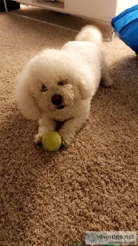 Louis The Bichon Frise