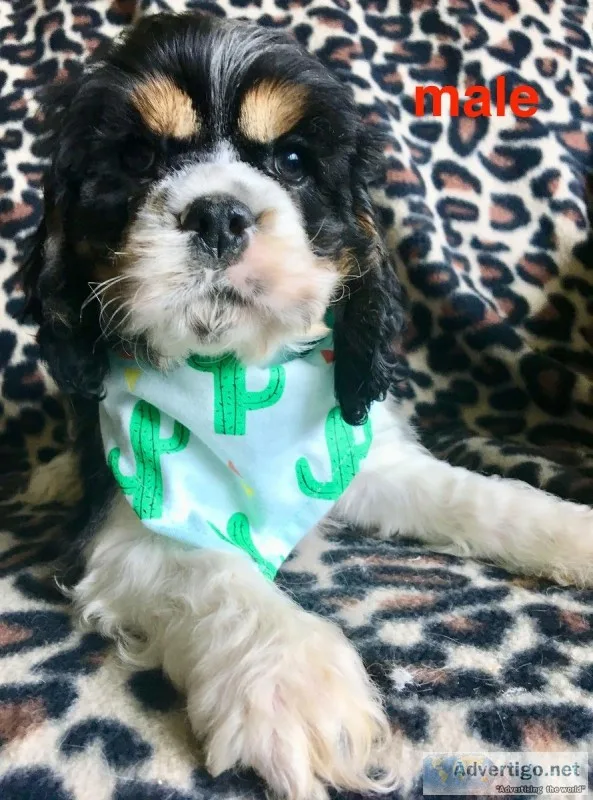 cocker spaniel baby s