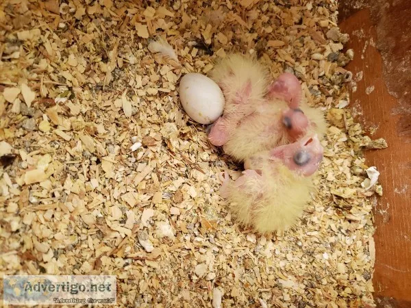 Hf bby cockatiels