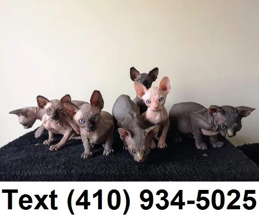 Lovely sphynx kittens for sale.