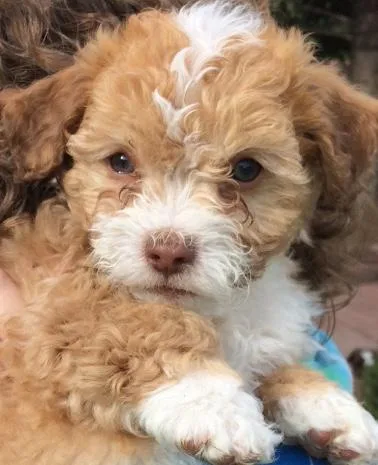 Havashon puppies