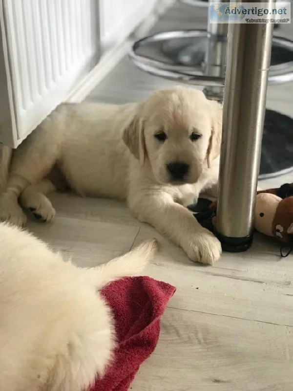 Two Lovable Golden Retriever puppies