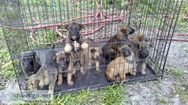 Purbred belgian malinois pups