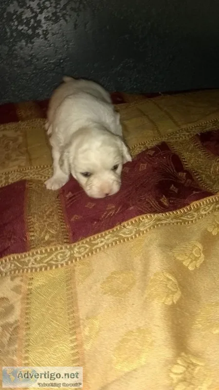 Seven Weeks Old Handsome Male Shitzu
