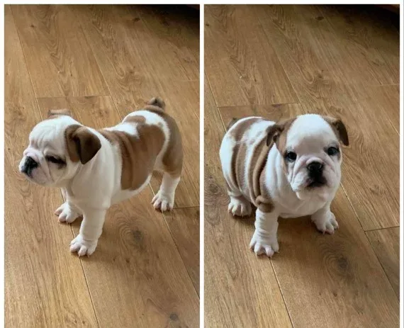 Affordable two English bulldog puppies